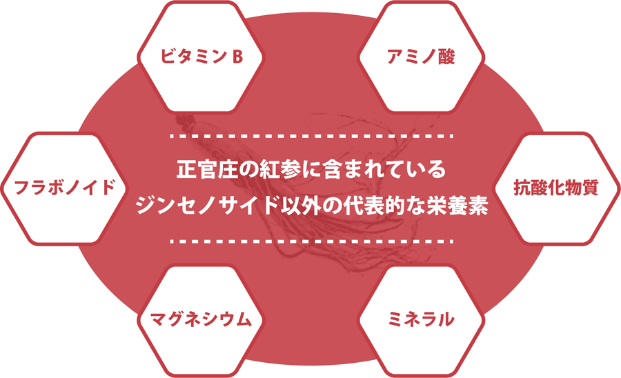  高麗人参の主要成分　ジンセノサイド 